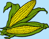 Dibujo Mazorca de maíz pintado por nayarli10