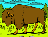 Dibujo Búfalo  pintado por botia