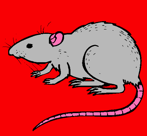 Dibujo Rata subterráena pintado por verbalkin