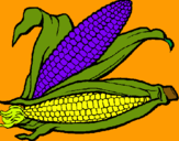 Dibujo Mazorca de maíz pintado por Maxwellpt