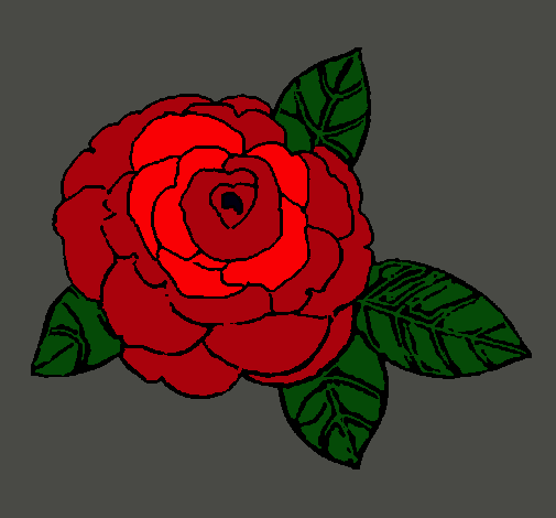 Rosa