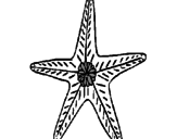 Dibujo Estrella de mar pintado por Iguitur