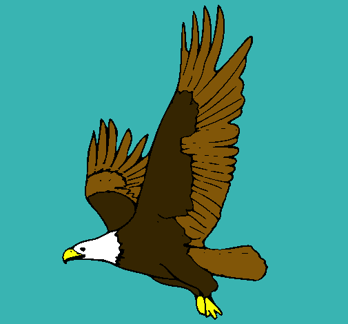 Águila volando