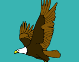 Dibujo Águila volando pintado por ddank