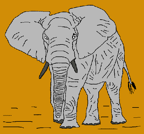 Elefante