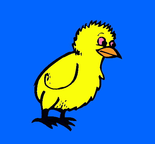 Pollito