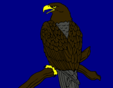 Dibujo Águila en una rama pintado por vhh6hh