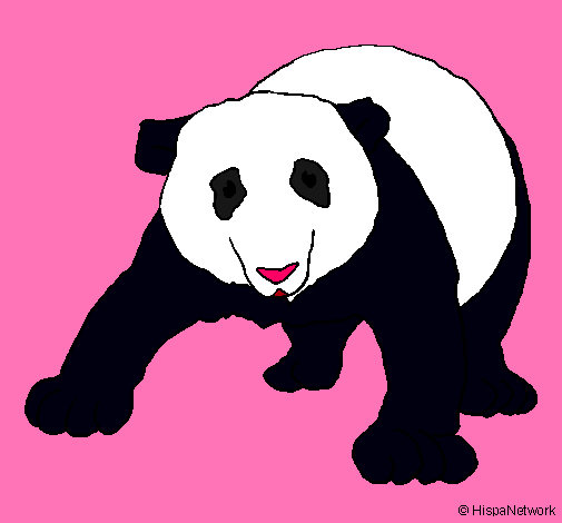 Oso panda