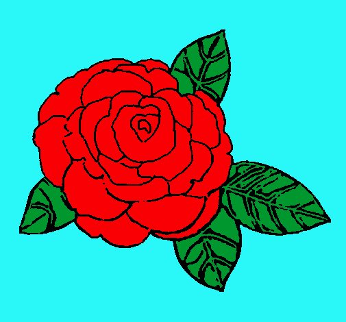 Rosa