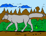 Dibujo Coyote pintado por loboi