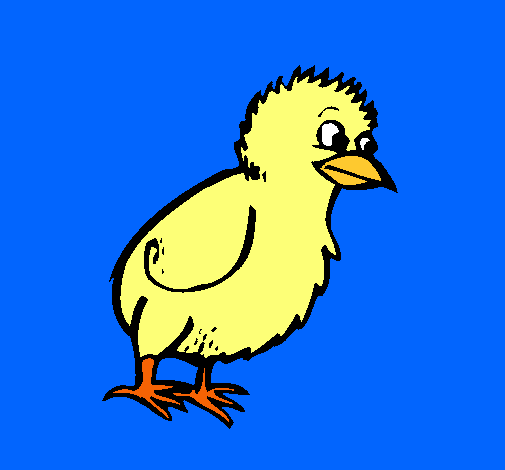 Pollito