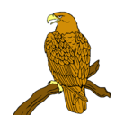 Dibujo Águila en una rama pintado por yytujctruhjh
