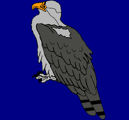 Águila