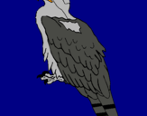 Dibujo Águila pintado por amalia