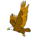 Dibujo Águila volando pintado por baucas