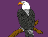 Dibujo Águila en una rama pintado por amalia