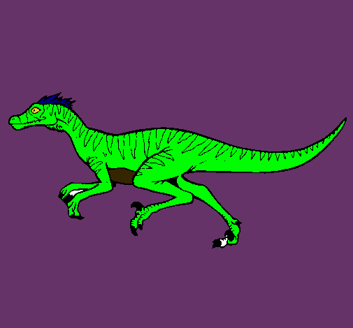 Velociraptor