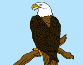 Dibujo Águila en una rama pintado por josber