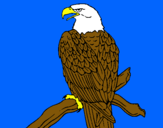 Dibujo Águila en una rama pintado por dvnnnb
