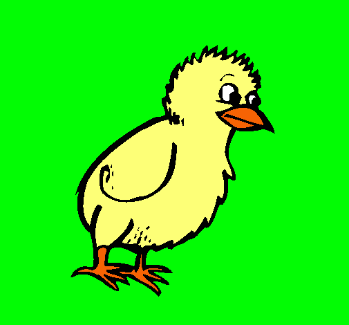 Pollito