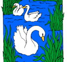 Dibujo Cisnes pintado por abrham