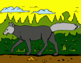 Dibujo Coyote pintado por amalia