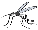 Dibujo Mosquito pintado por Andes
