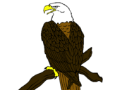 Dibujo Águila en una rama pintado por jantu