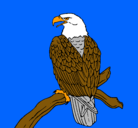Dibujo Águila en una rama pintado por jorgel