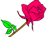 Dibujo Rosa pintado por avendao8