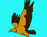 Dibujo Águila volando pintado por muriel