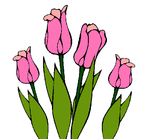 Tulipanes