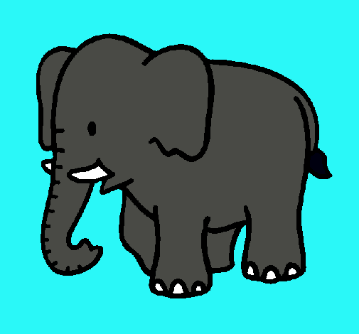 Elefante bebe