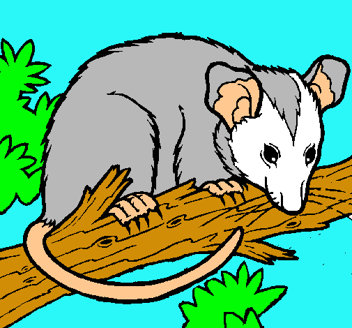 Ardilla possum