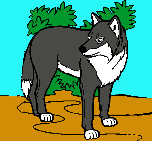 Lobo