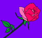 Dibujo Rosa pintado por kokim