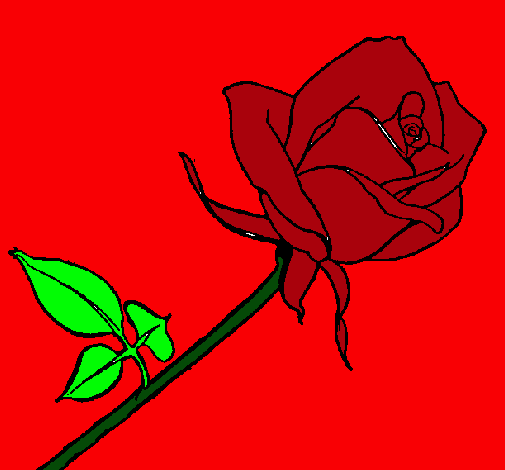 Rosa