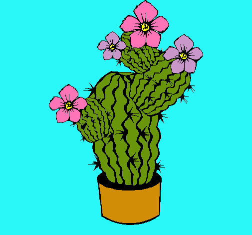 Flores de cactus