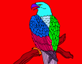 Dibujo Águila en una rama pintado por maxxam