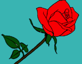 Dibujo Rosa pintado por liizz 