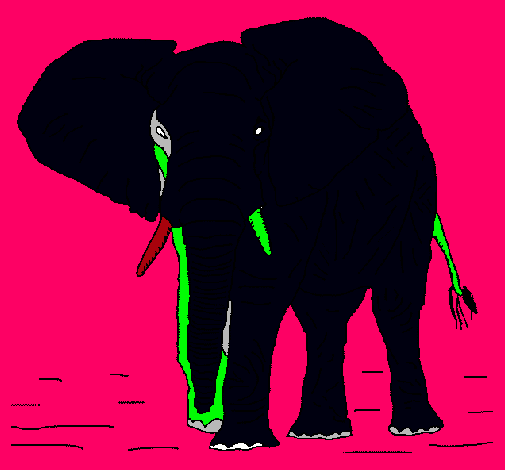 Elefante