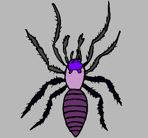 Araña tigre