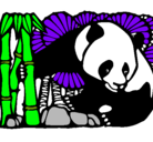 Dibujo Oso panda y bambú pintado por Panda-Santi