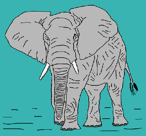 Elefante