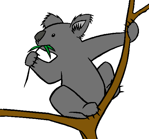 Koala