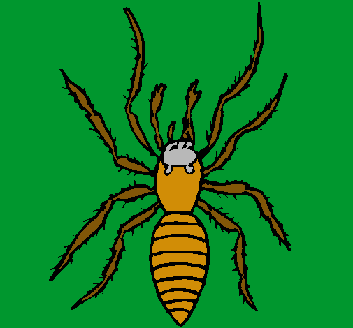 Araña tigre