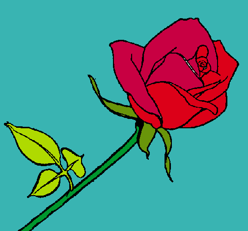 Rosa