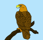 Dibujo Águila en una rama pintado por bolivia