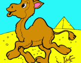 Dibujo Camello pintado por abraham5