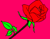 Dibujo Rosa pintado por   ARALOOOOOO